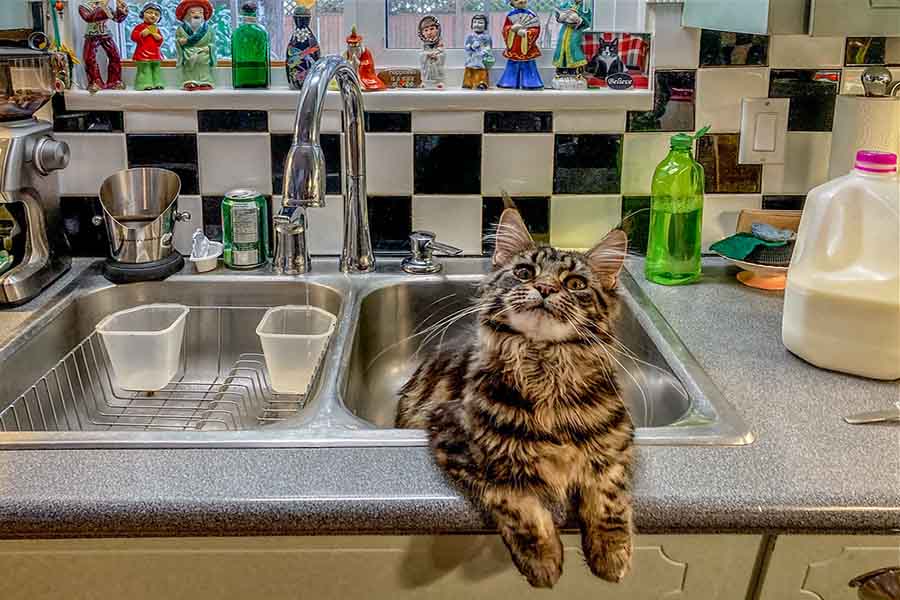 Fuite d’eau : faut-il changer de robinet ou de joint ?